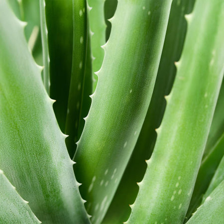 Aloe Vera 98% First Aid Spray - 150 ml